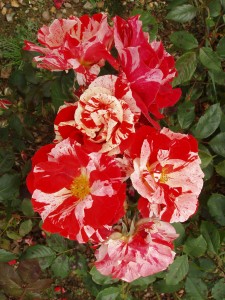 HANKY PANKY (floribunda)